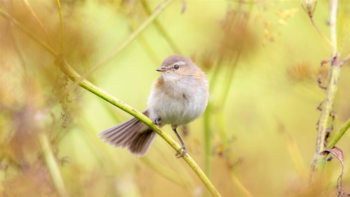 Mountain Chiffchaff