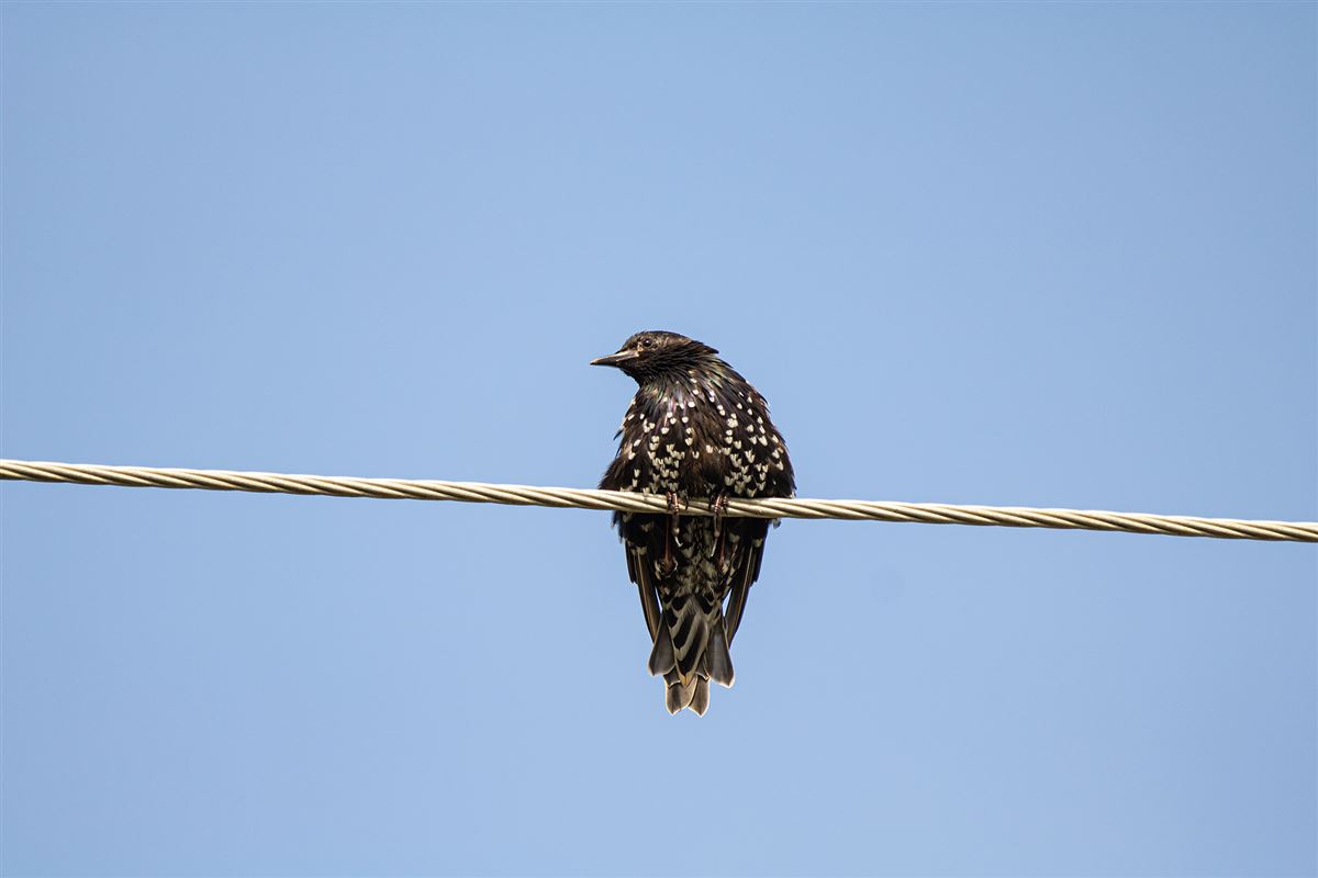 Common Starling