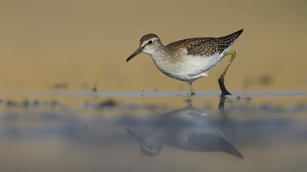 Wood Sandpiper