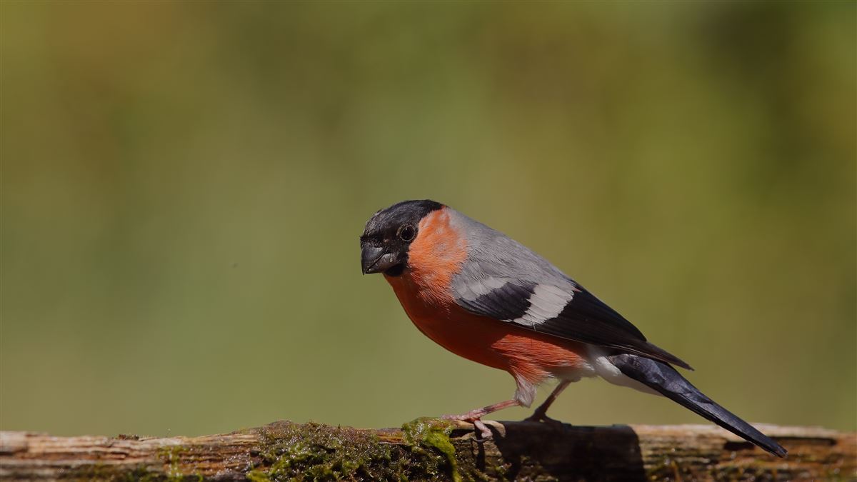Eurasian Bullfinch