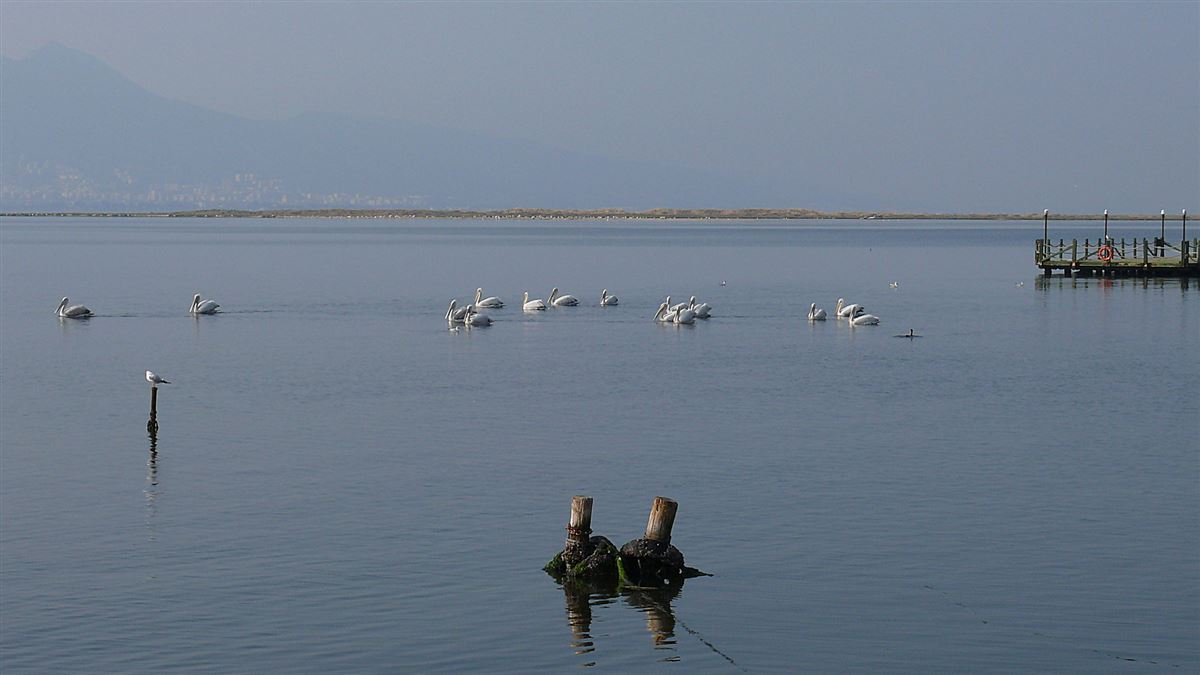 Dalmatian Pelican