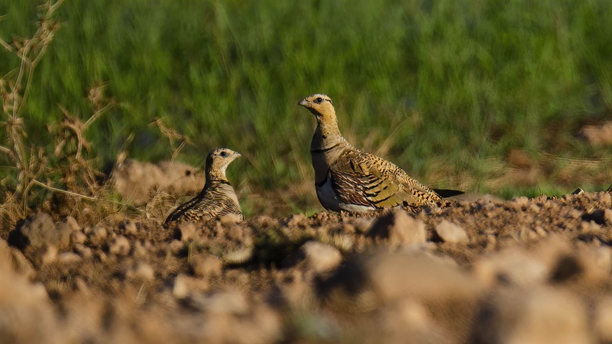 Pin-tailed Sandgrouse