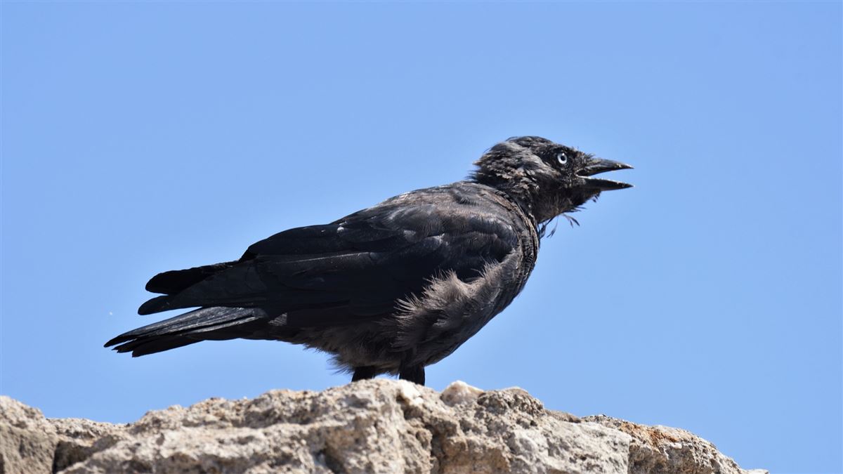 Western Jackdaw