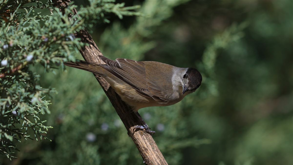 Eurasian Blackcap
