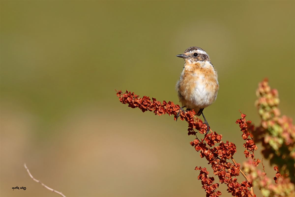 Whinchat