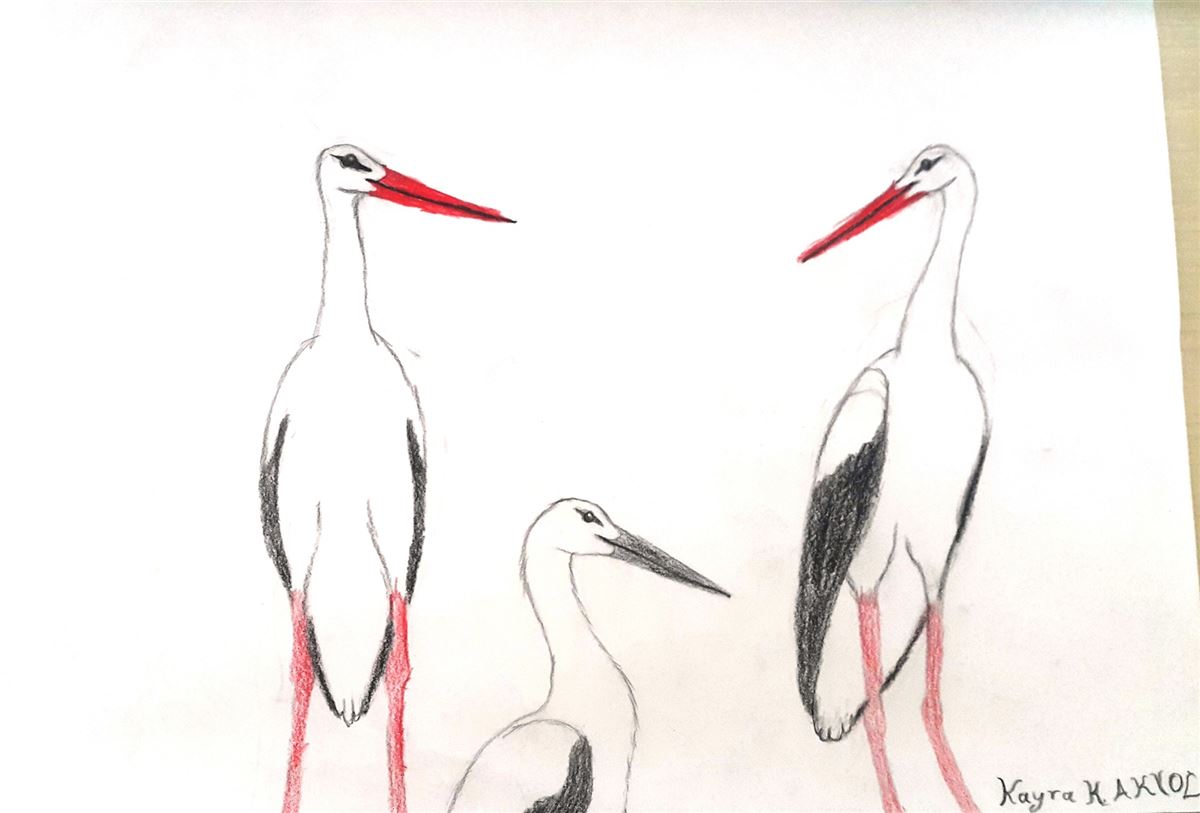 White Stork