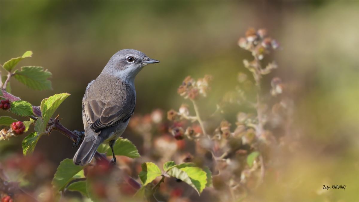 Lesser Whitethroat
