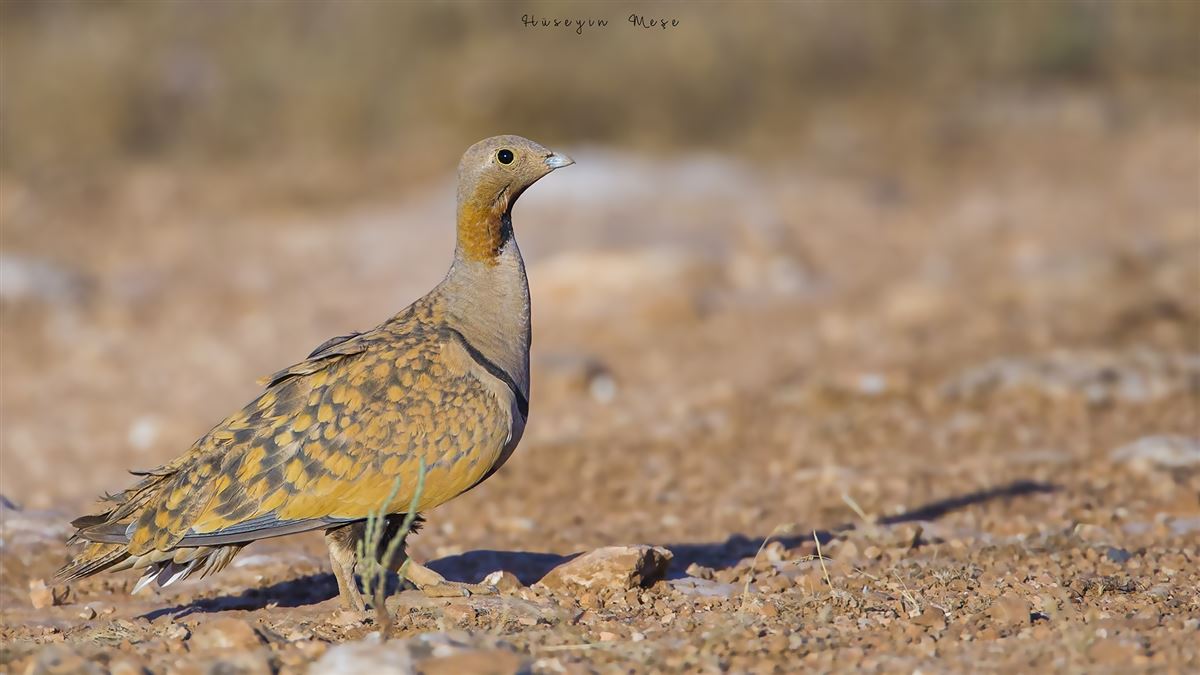 Black-bellied Sandgrouse