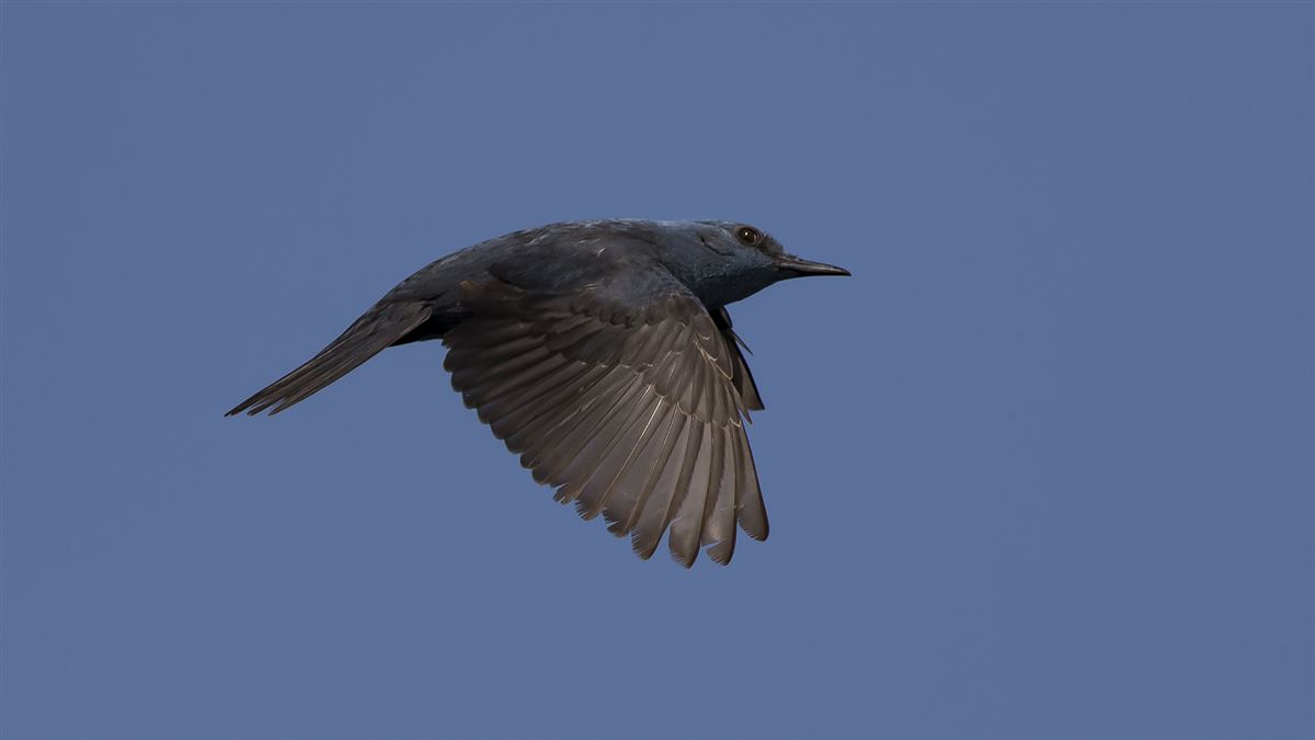 Blue Rock Thrush