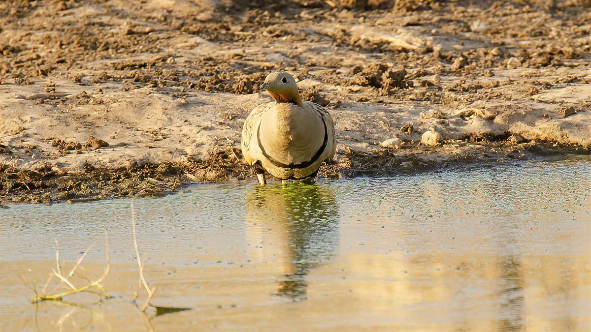 Black-bellied Sandgrouse