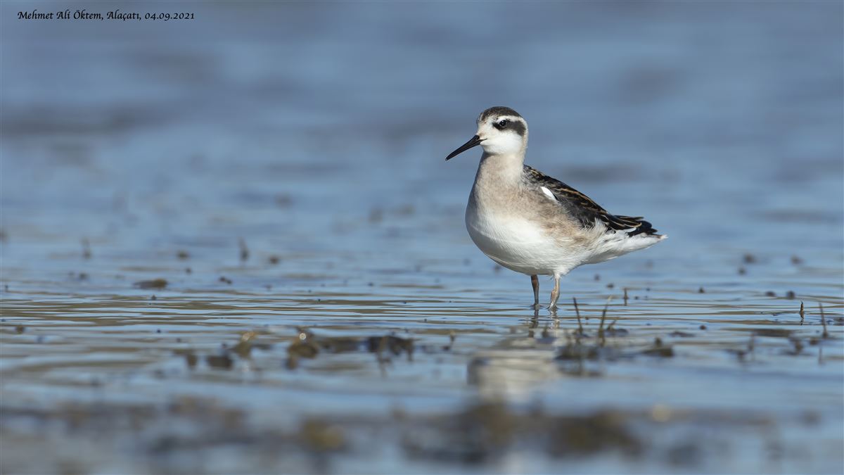 Red-necked Phalarope