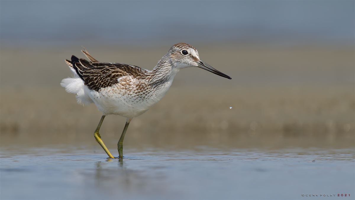 Common Greenshank