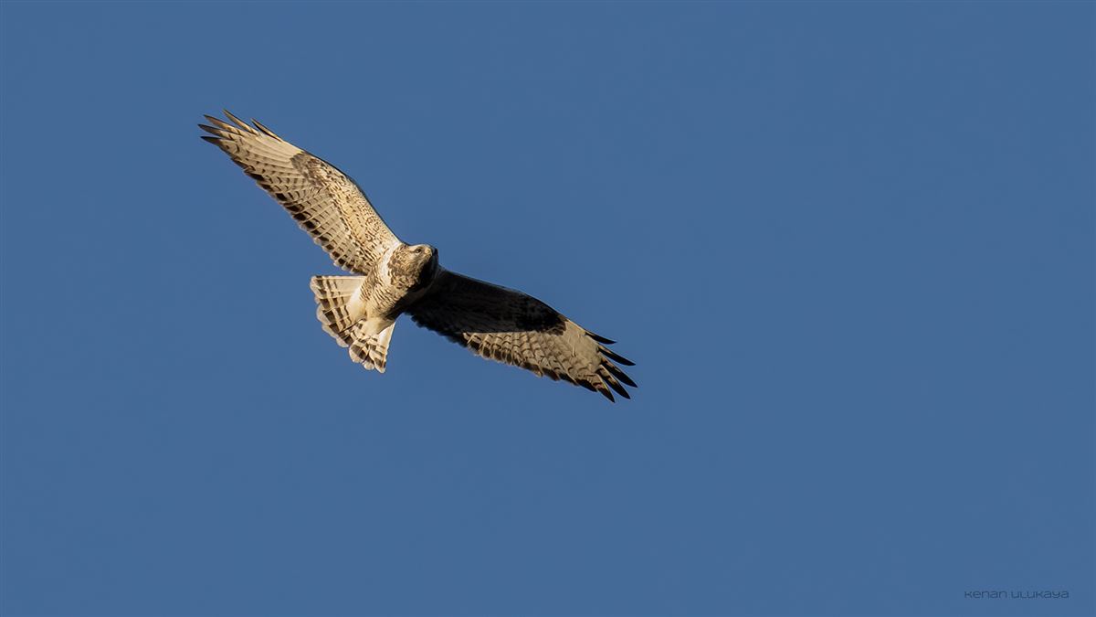 Rough-legged Buzzard