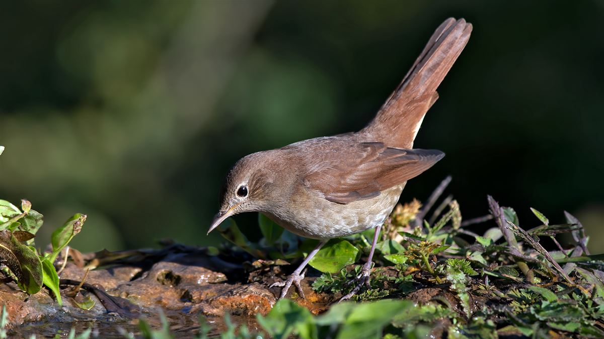 Common Nightingale