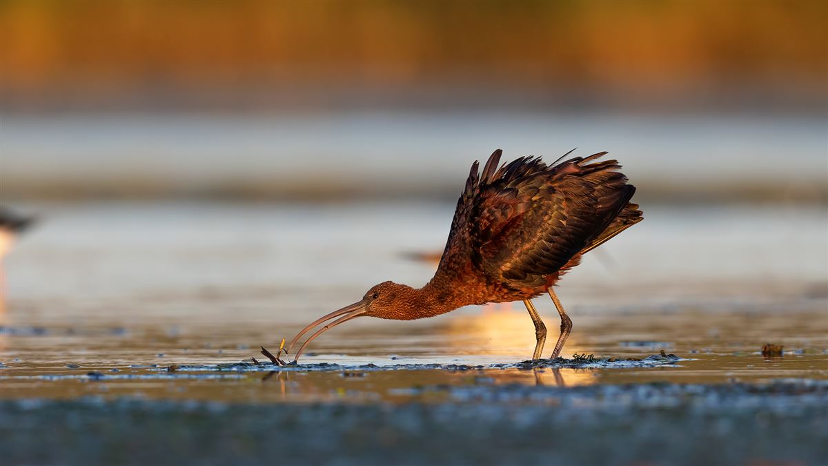 Glossy Ibis