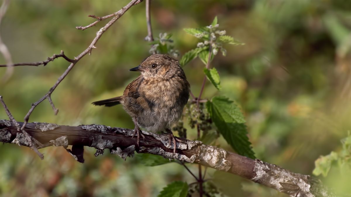 Dunnock