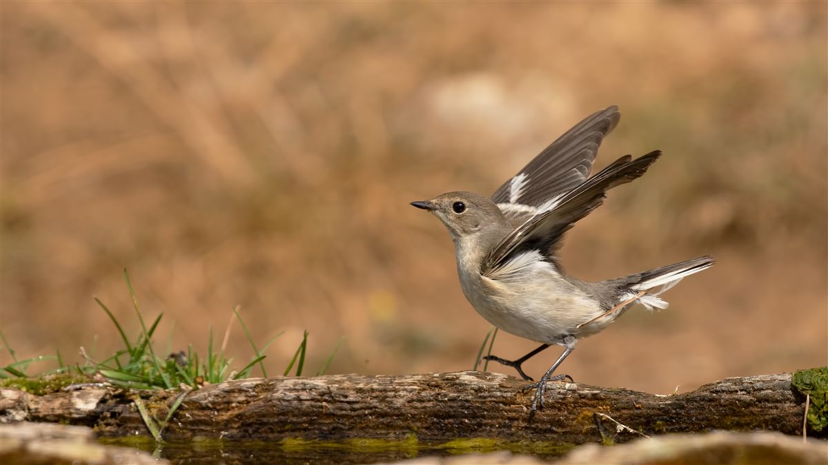 Collared Flycatcher