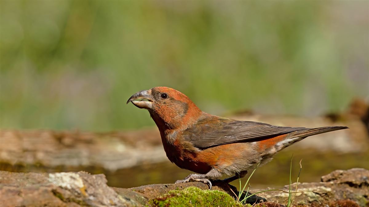 Red Crossbill
