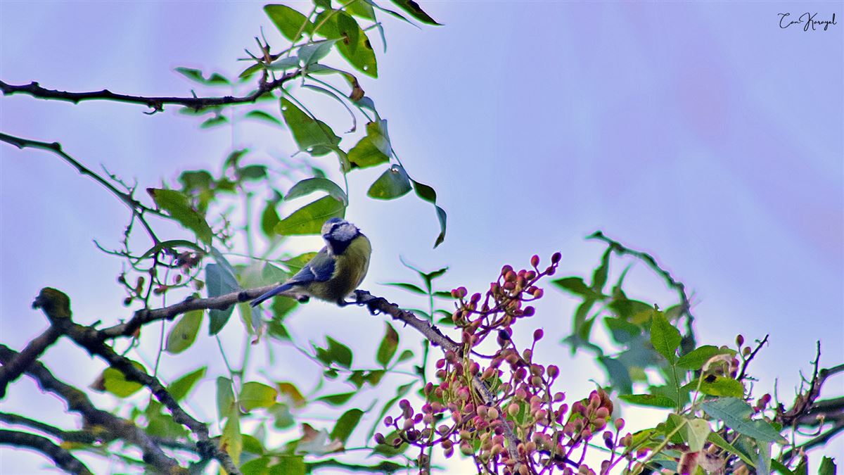 Eurasian Blue Tit