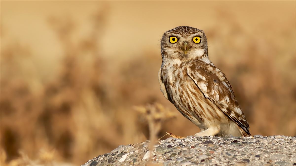 Little Owl