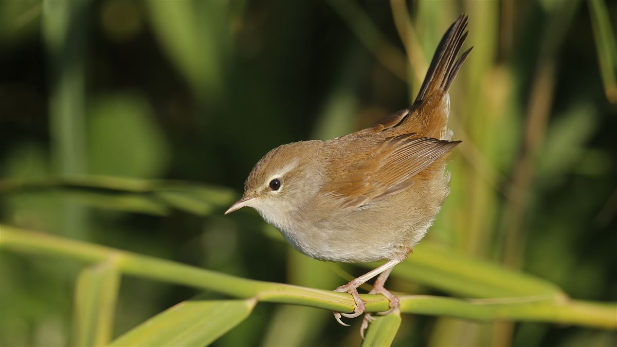 Cetti`s Warbler
