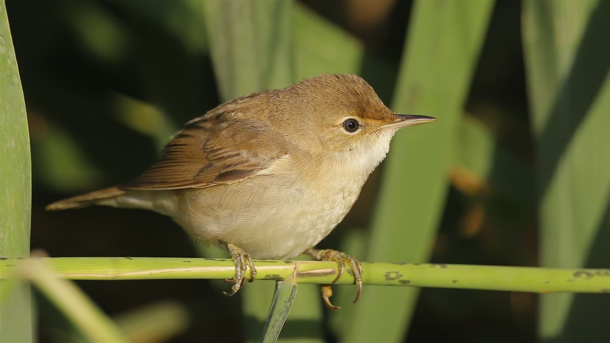 Common Reed Warbler