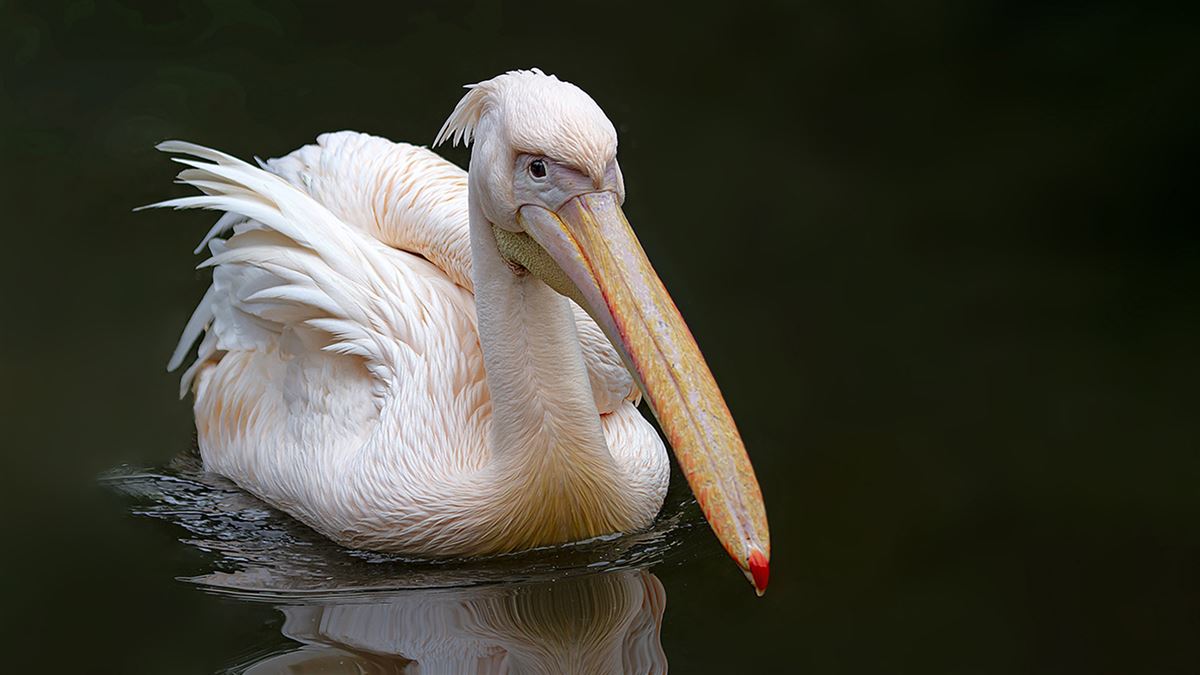 Great White Pelican