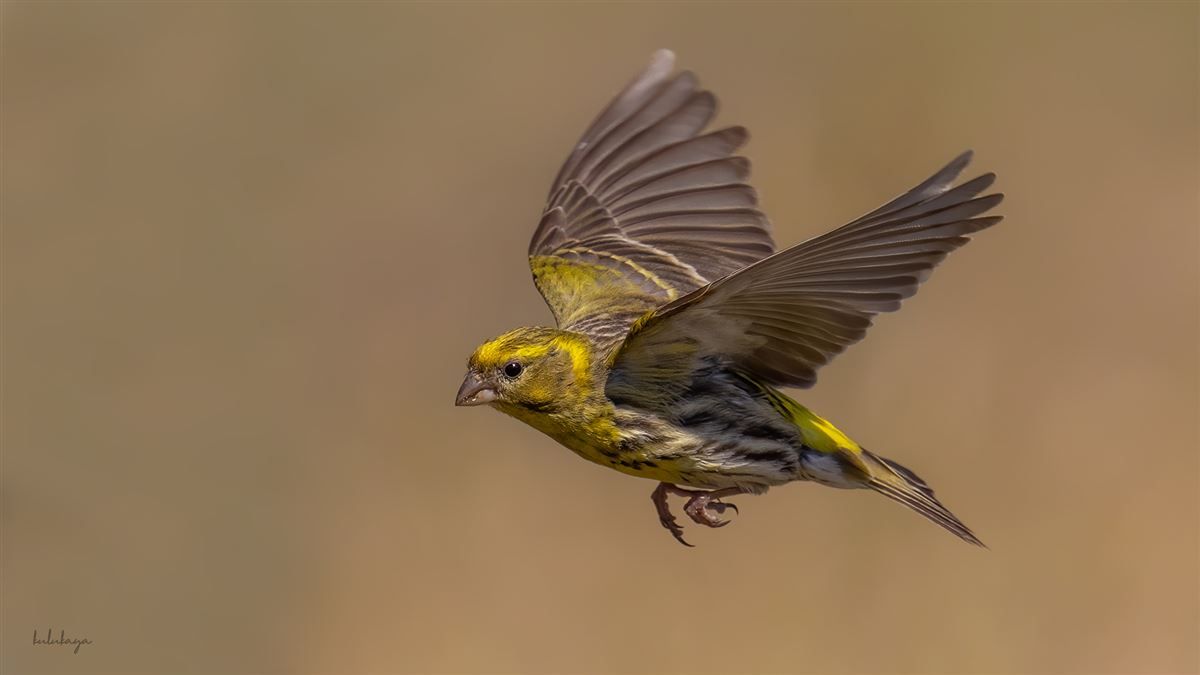 European Serin