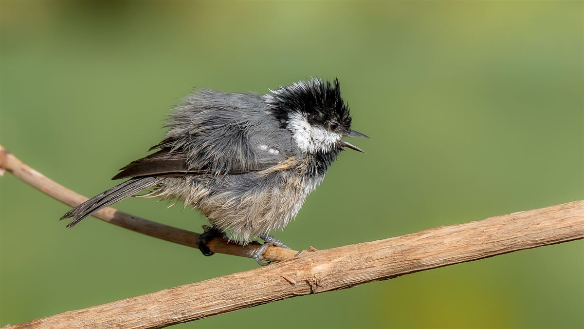 Coal Tit