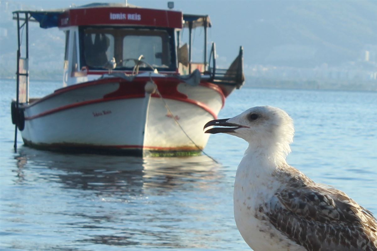 Yellow-legged Gull