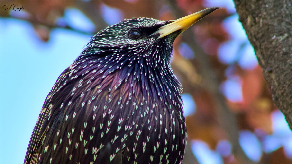 Common Starling