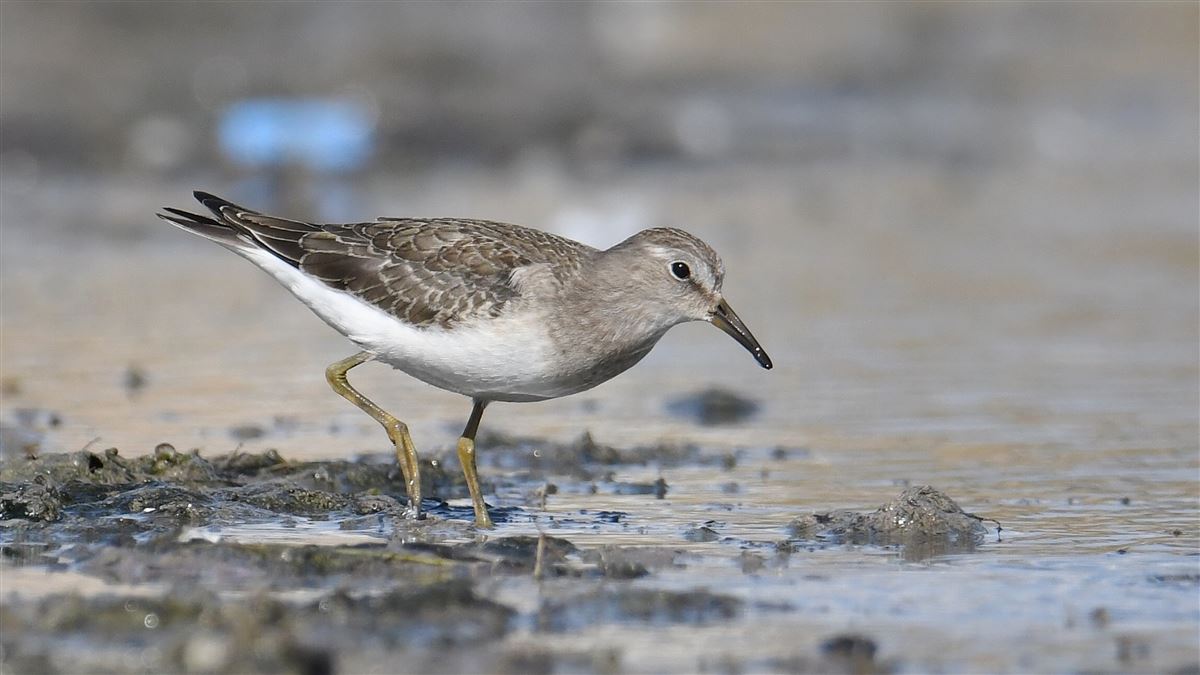 Temminck`s Stint
