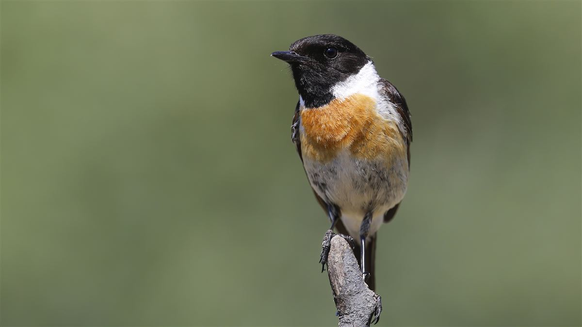 European Stonechat