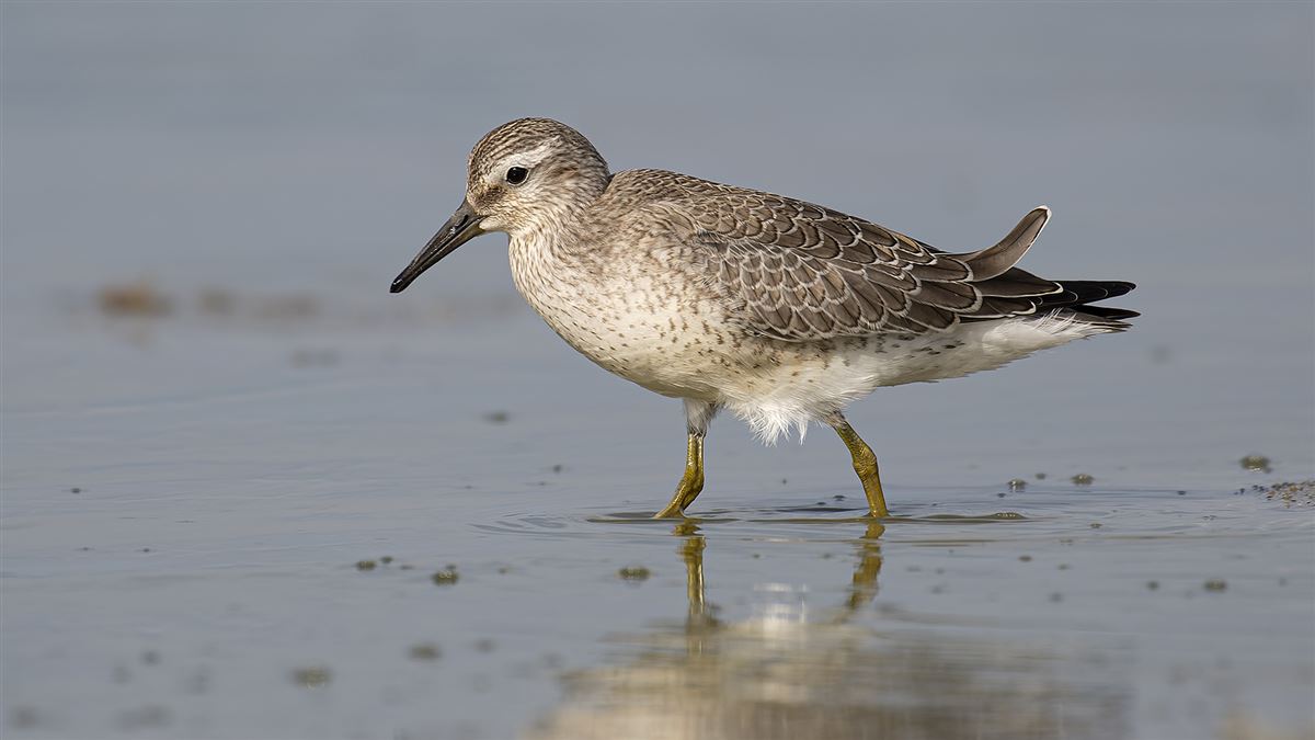 Red Knot