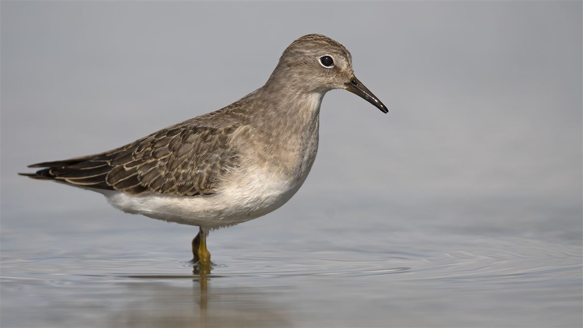 Temminck`s Stint