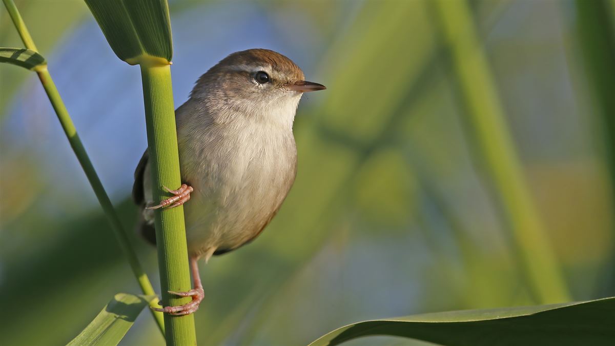 Cetti`s Warbler
