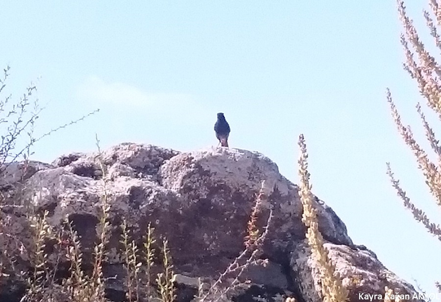 Kara Kızılkuyruk