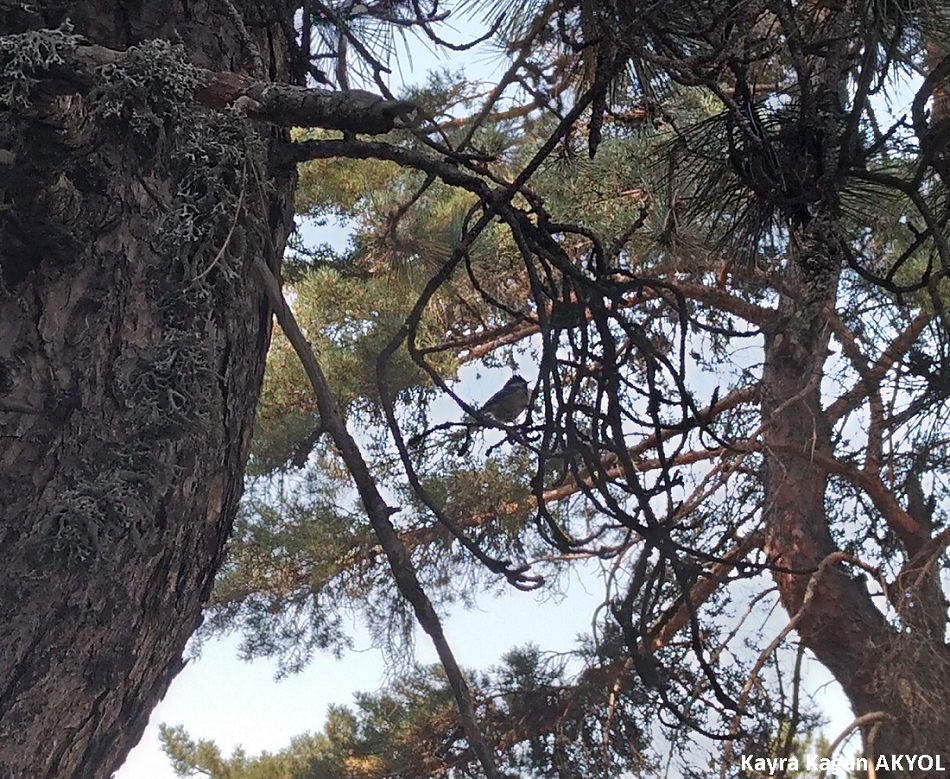 Çam Baştankarası