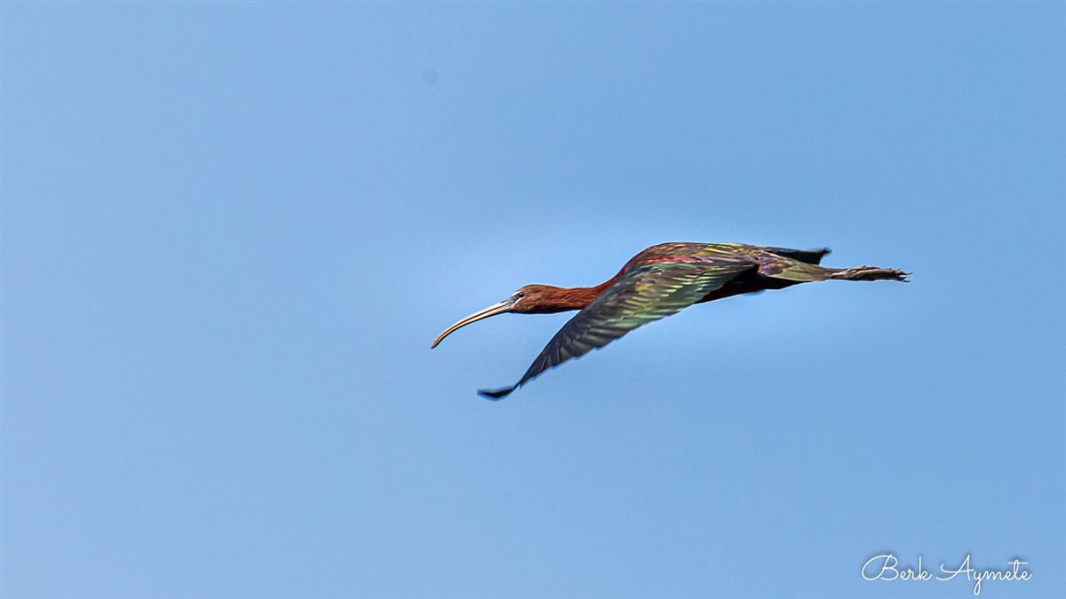 Glossy Ibis