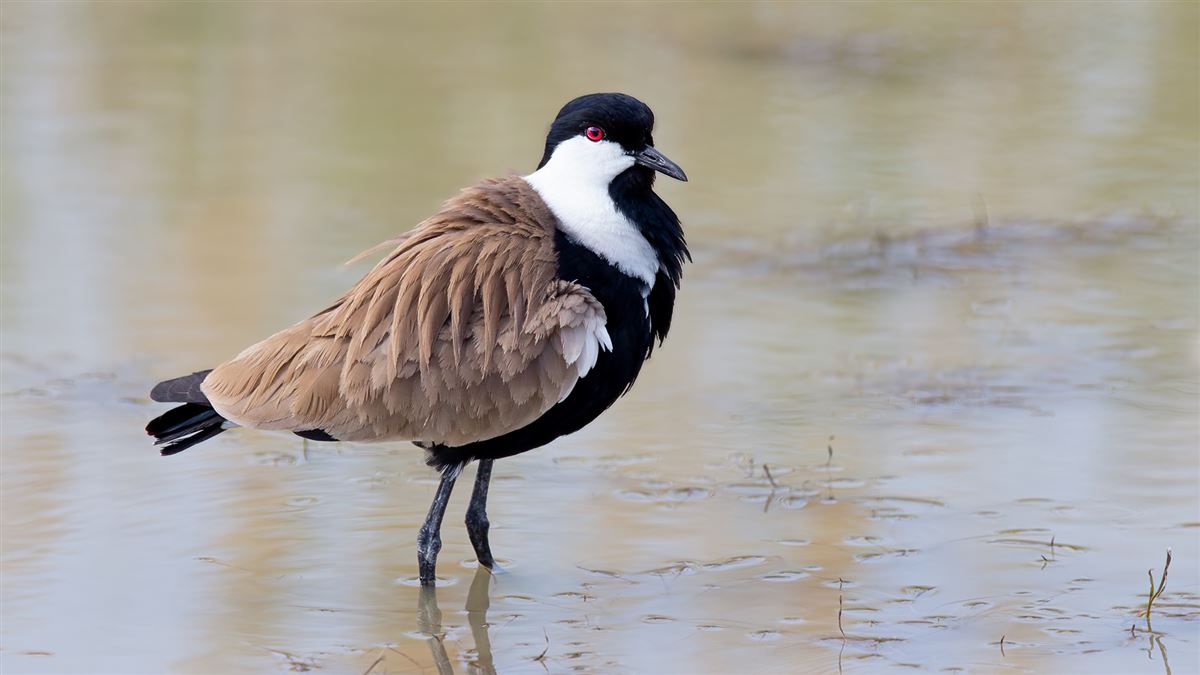Spur-winged Lapwing