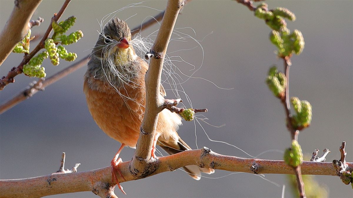 Ortolan Bunting