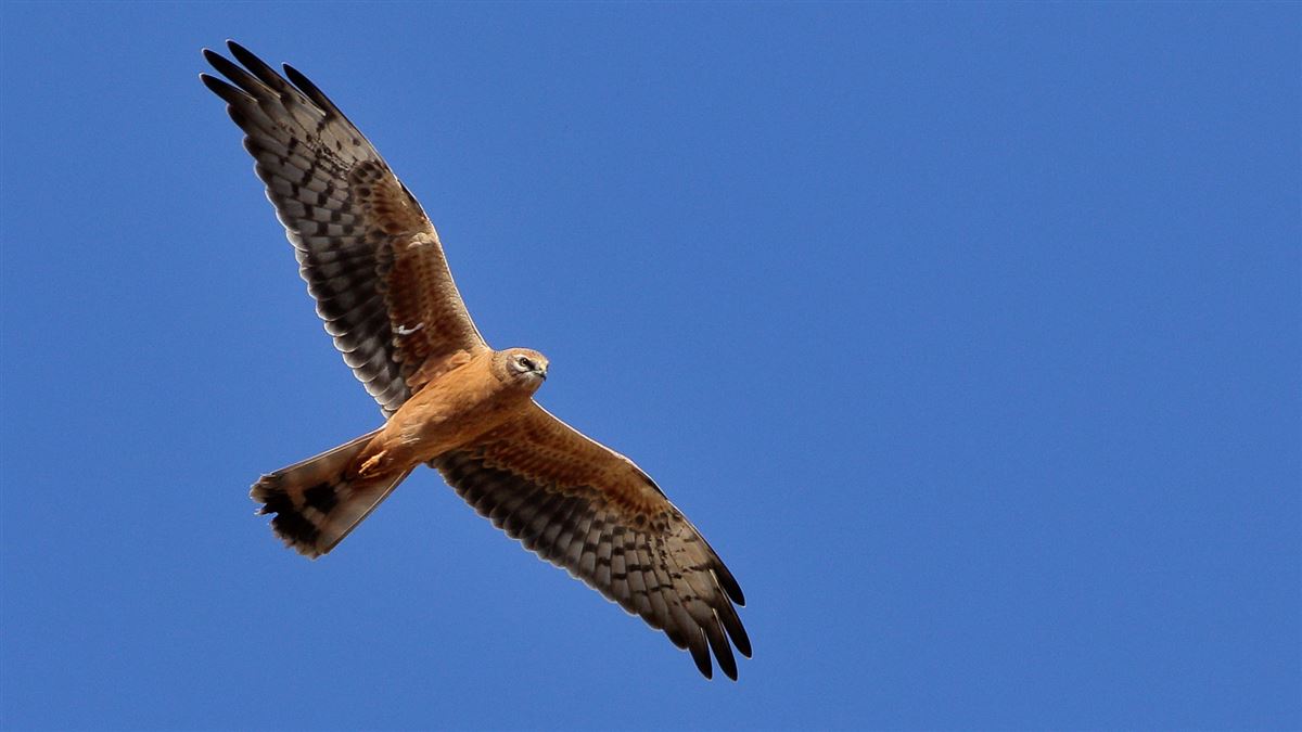 Montagu`s Harrier