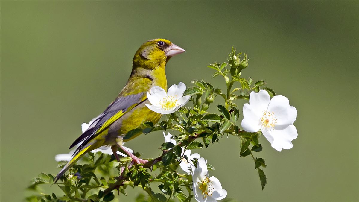 European Greenfinch
