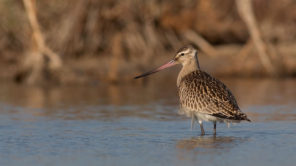 Bar-tailed Godwit