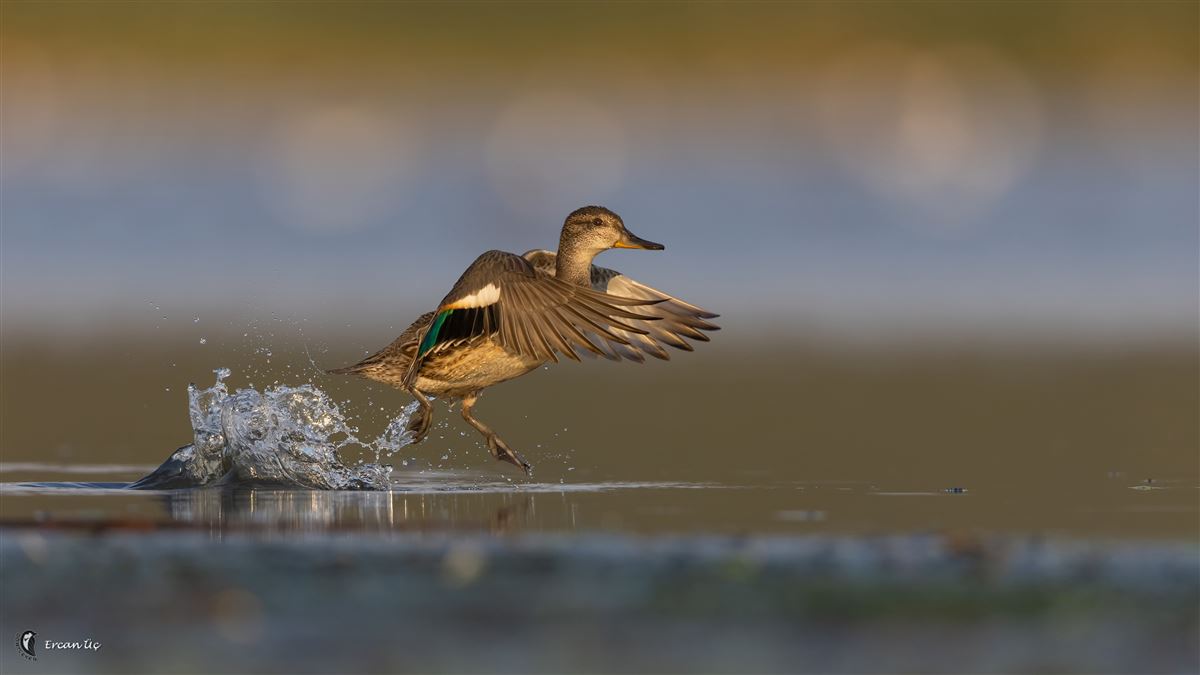 Eurasian Teal