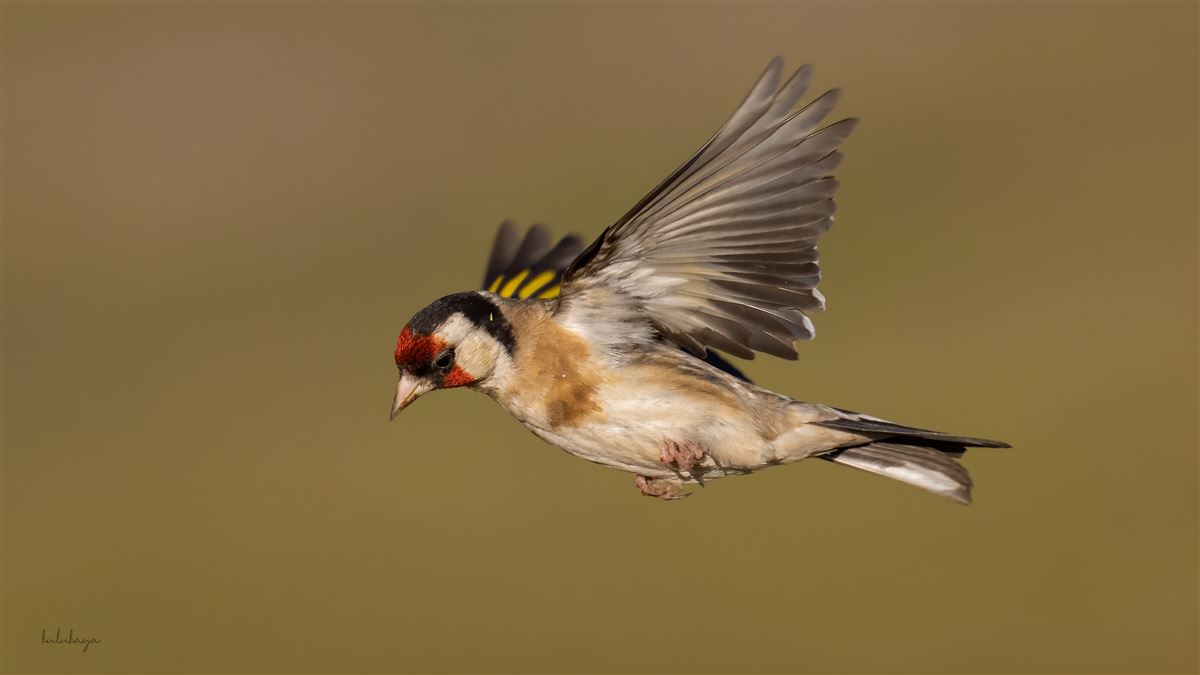 European Goldfinch