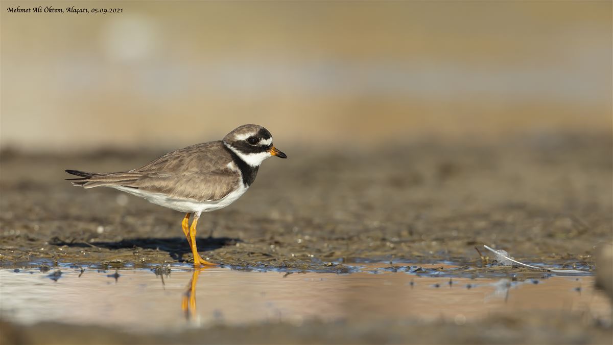 Common Ringed Plover