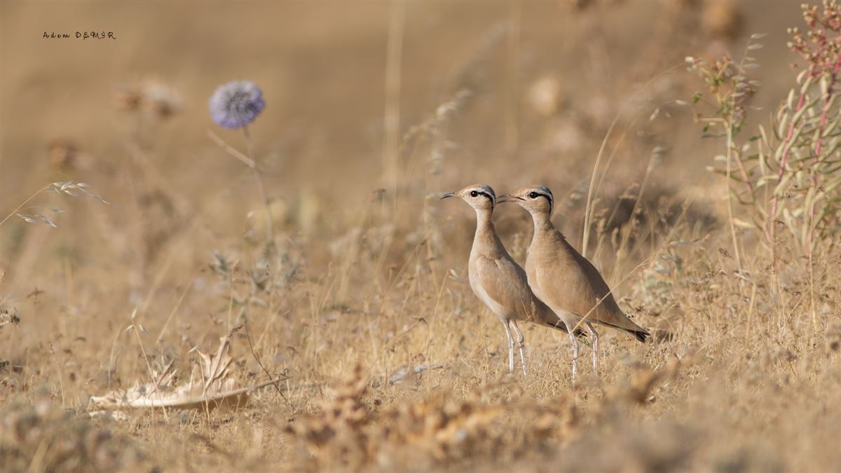 Cream-colored Courser