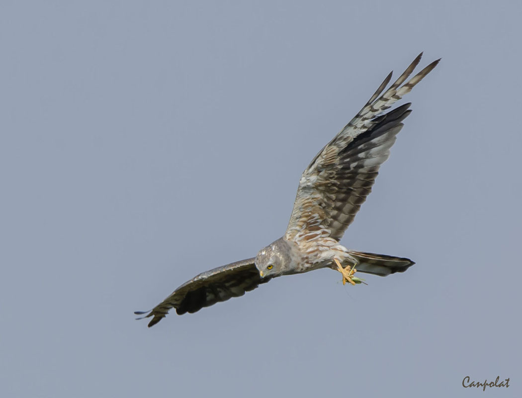 Montagu`s Harrier