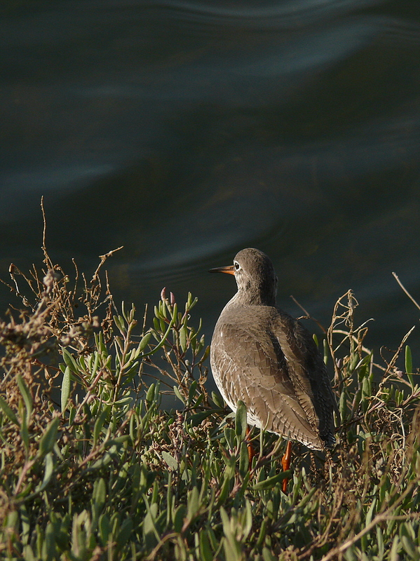 Common Redshank